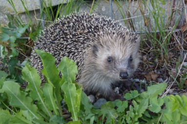 Igel