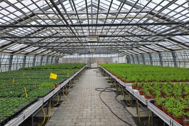 Innenaufnahme eines Grossgewächshauses der Stadtgärtnerei Zürich