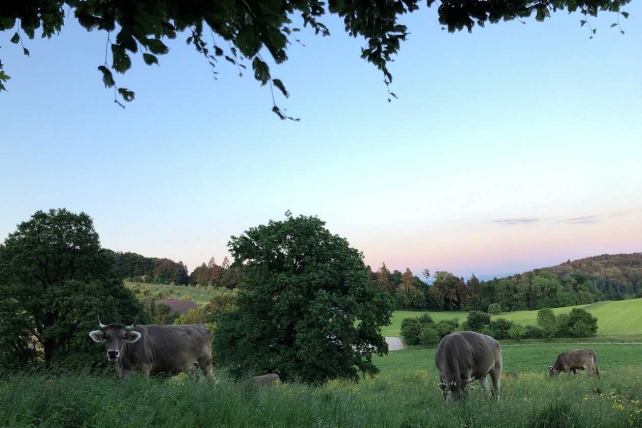 Kühe auf einer Weide