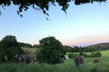 basimilch Kühe auf einer Weide