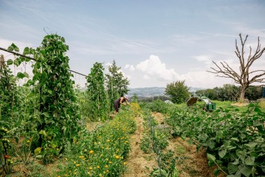 the-shift-permaculture Eine Person, die auf einem Feld arbeitet