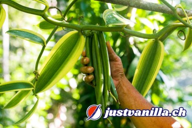 justvanilla Eine Hand umfasst eine Vanille-Pflanze