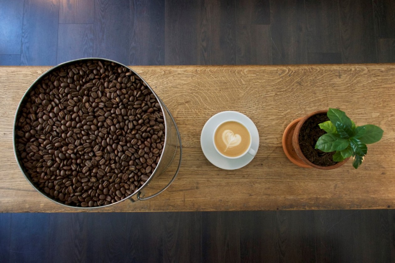 Ein Eimer mit Kaffeebohnen, eine Tasse Kaffee und eine Kaffee-Pflanze